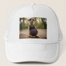 Search for meerkats hats Funny