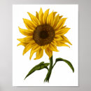 Search for sunshine flower posters Floral