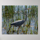 Search for herons posters Great blue heron