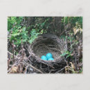 Search for nesting photography Eggs