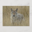 Search for grass postcards Nature photography