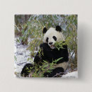 Search for china panda badges Sichuan province