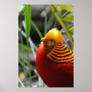 Search for golden bird posters Pheasant
