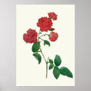 Search for vintage botany posters Natural