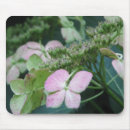 Search for hydrangea flowers photography Garden