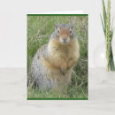 Search for 5 x 7 folded cards Animal