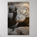 Search for komodo dragon posters Wildlife
