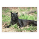 Search for black panther postcards Nature