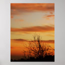 Search for apricot tree posters Nature