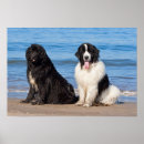 Search for alertness posters Fur