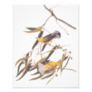 Search for warbler art Birds of america