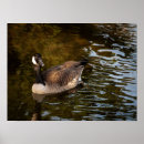 Search for canadian wildlife posters Nature