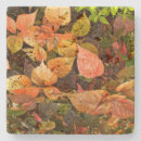 Search for travertine coasters Nature