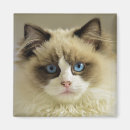 Search for ragdoll magnets Pet