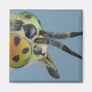Search for compounds magnets Compound eyes