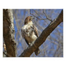 Search for animal guide art Wildlife