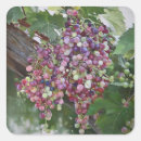 Search for vineyard stickers Grapevine
