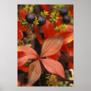 Search for depth of field art North america