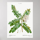 Search for rose tree posters Floral