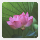 Search for pink lotus flower stickers Garden