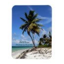 Search for punta magnets Palm trees