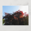 Search for cork postcards Tree