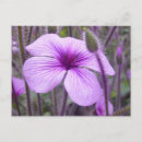 Search for subtle postcards Flowers