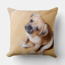 Search for pug cushions Animals