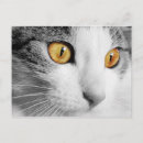 Search for grey cat postcards Cute kitten