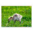 Search for canada table cards Animal