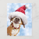 Search for big dogs invitations Joke
