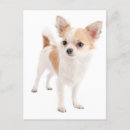 Search for long dog cards Puppy