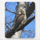 Search for falconry electronics Birds
