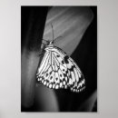 Search for beautiful butterflies posters Wings