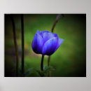 Search for anemone posters Flower