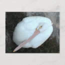 Search for pelicans postcards Nature