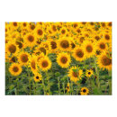 Search for cropland posters Field
