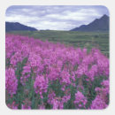 Search for fireweed stickers Nature