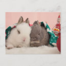 Search for fluffy white postcards Pets