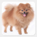 Search for pom stickers Dog
