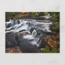 Search for fallen tree postcards Autumn