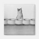 Search for lick magnets Domestic cat
