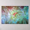 Search for underwater posters Anemone