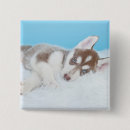 Search for lay badges Puppy