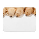 Search for golden retriever magnets Animal