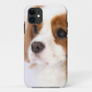 Search for cavalier king charles spaniel iphone cases Cute