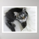 Search for big eyes posters Kitten
