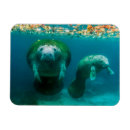 Search for crystal magnets Manatee