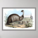Search for emu posters Dromaius novaehollandiae