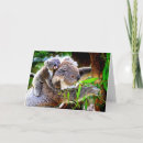 Search for baby koala cards Marsupial